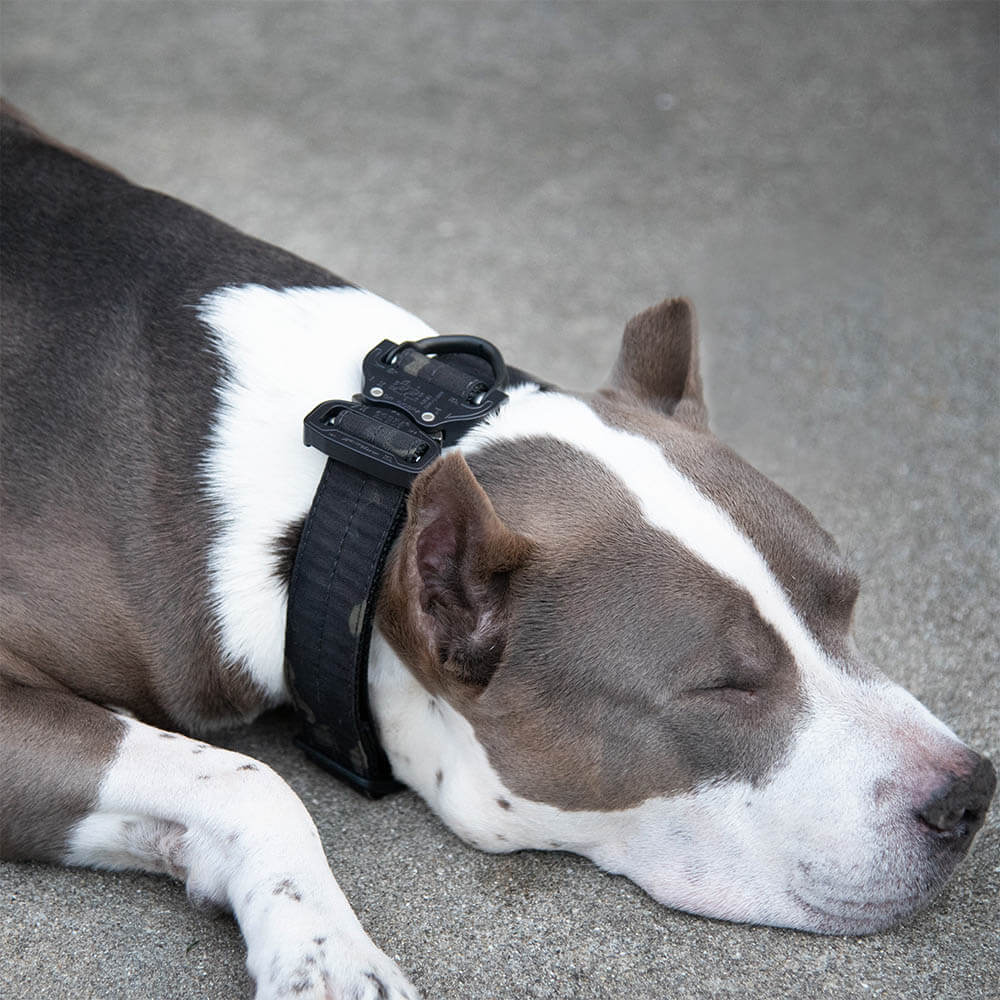Revolution Mfg American Made Bear Collar. Heavy Duty dog collar with Austi Alpin Cobra Buckle