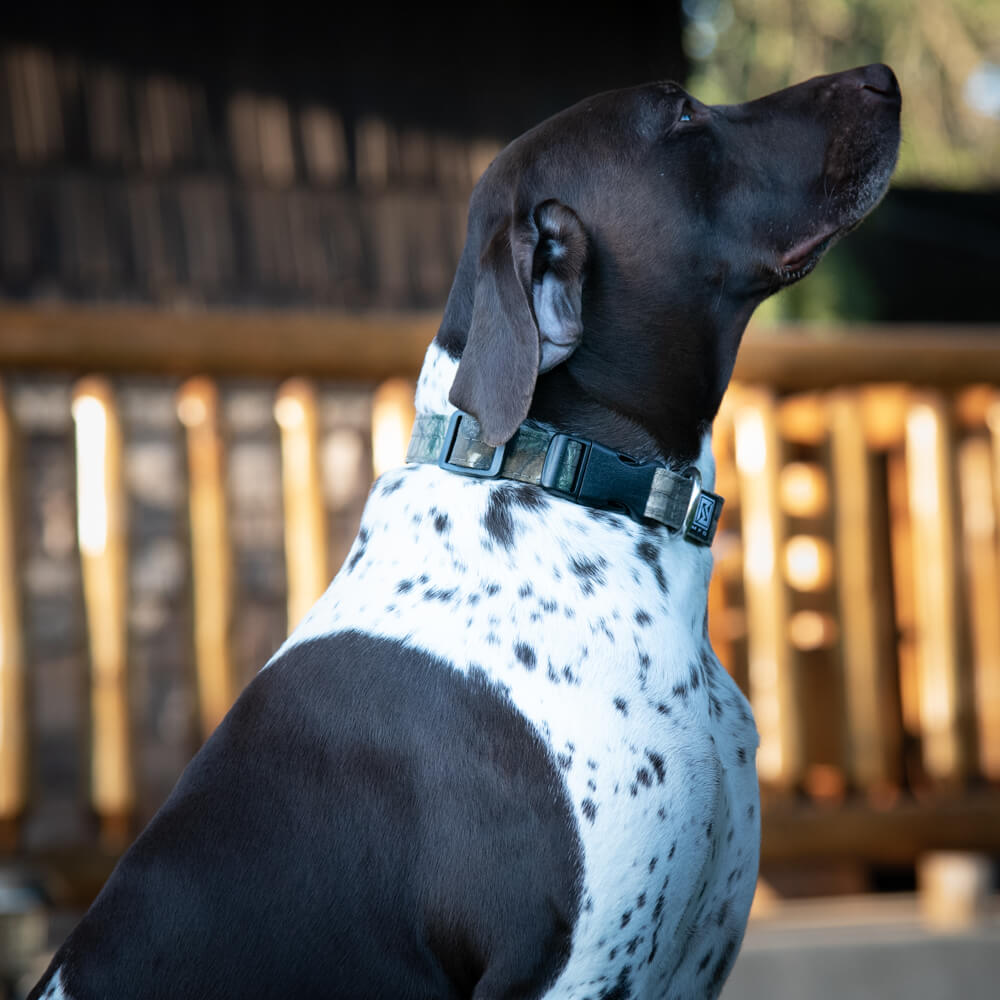 Revolution Mfg American Made 1" adjustable dog collar available in camouflage and multiple solid colors