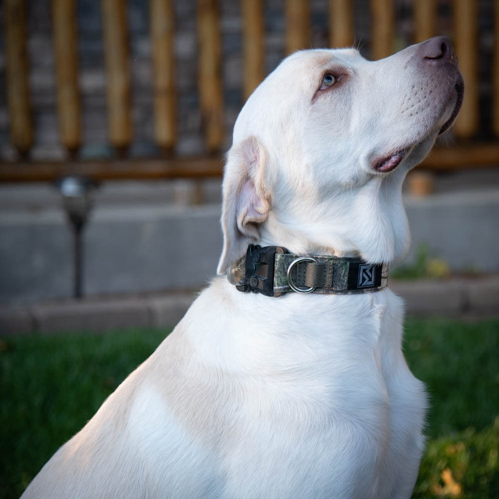Revolution Mfg KODA collar is a robust, American Made dog collar for large breed dogs